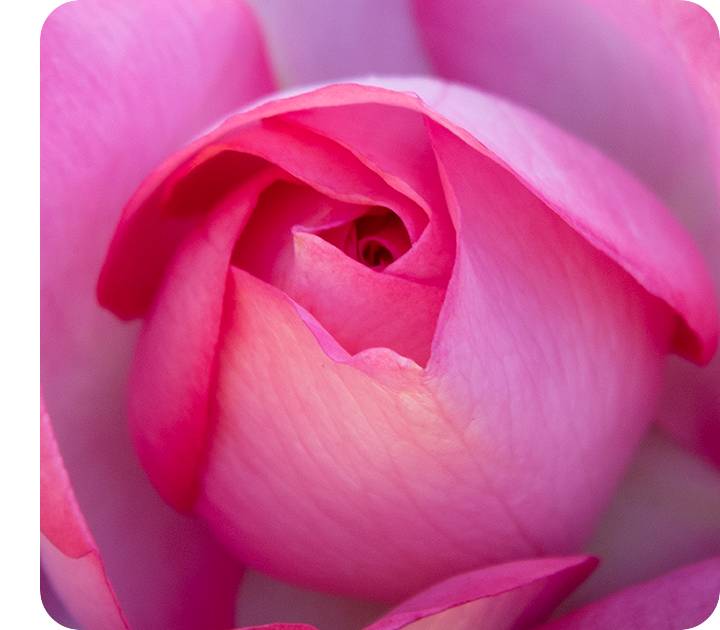 Um close-up tirado com a Câmera Macro, mostrando os detalhes de uma rosa rosa choque. 