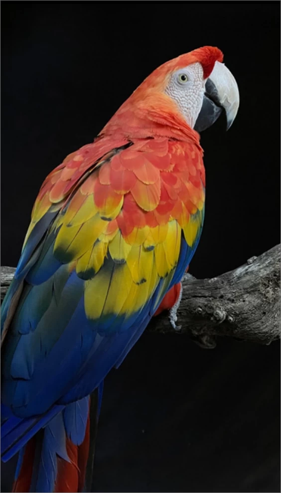 papagaio-imagem